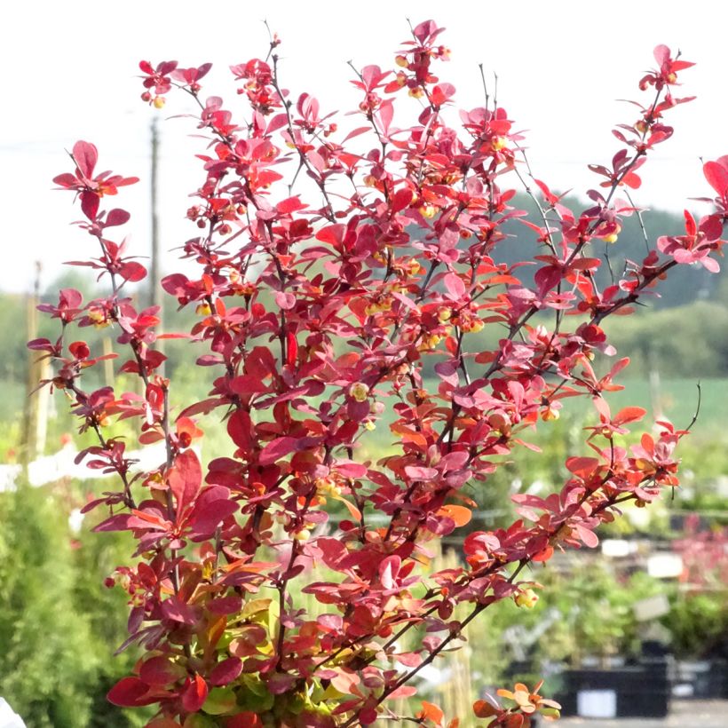 Berberis thunbergii Orange Rocket (Hábito)