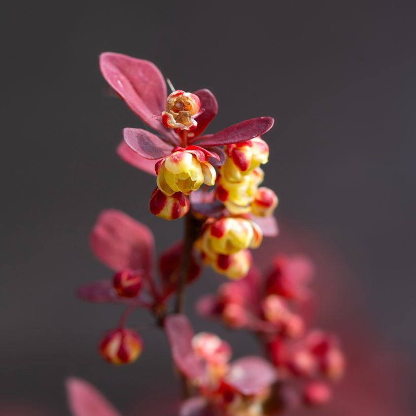 Berberis thunbergii Orange Rocket (Floração)