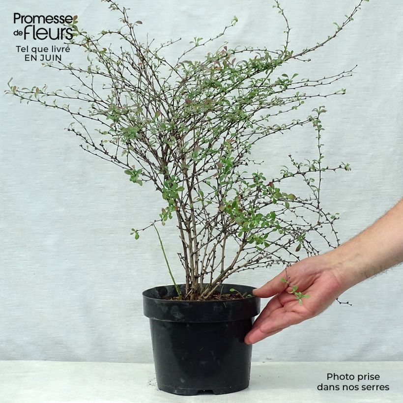 Amostra de Berberis thunbergii Red Dream Vaso de 3 L/4 L tal como entregue no verão