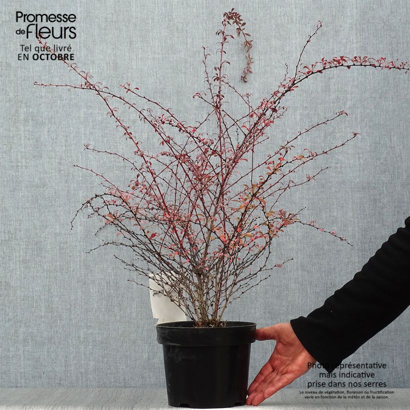 Amostra de Berberis thunbergii Red Dream Vaso de 3 L/4 L tal como entregue no outono