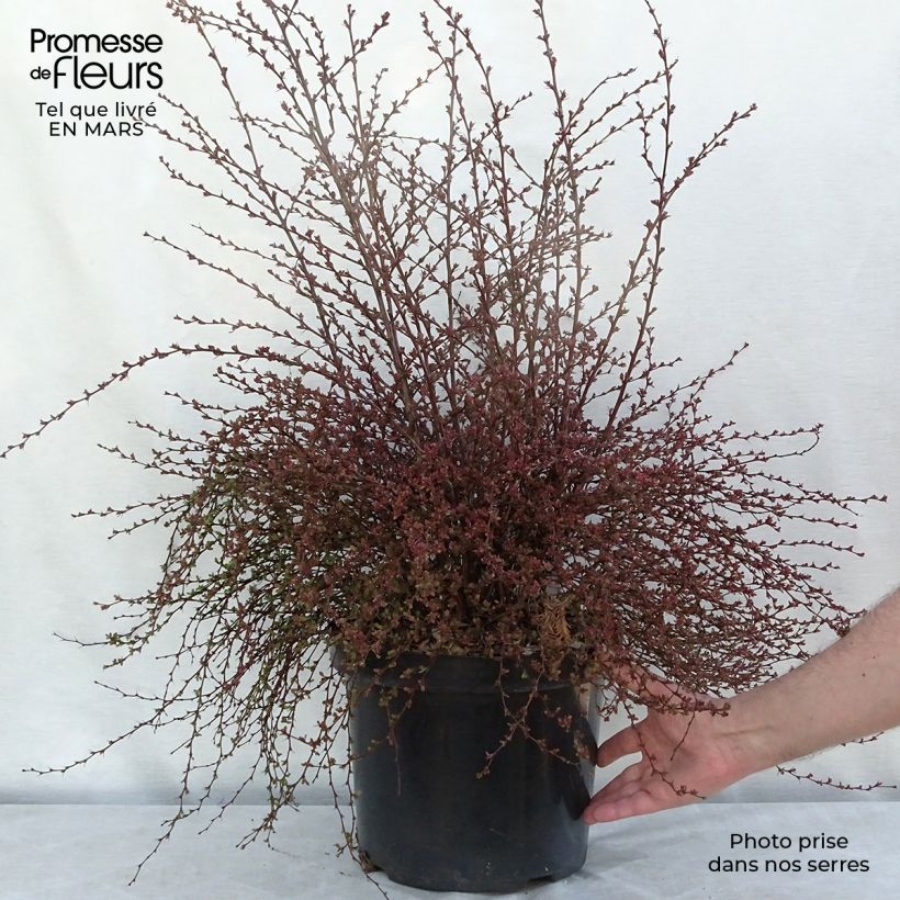 Amostra de Berberis thunbergii Red Dream - Epine-vinette Vaso de 7,5 L/10 L tal como entregue no inverno