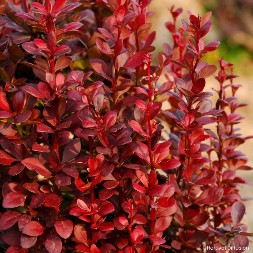 Berberis thunbergii Red Torch (Folhagem)