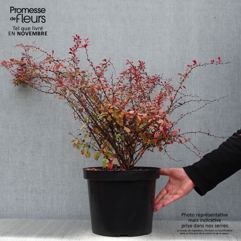 Amostra de Berberis thunbergii Rosy Glow Vaso de 7,5 L/10 L tal como entregue no outono