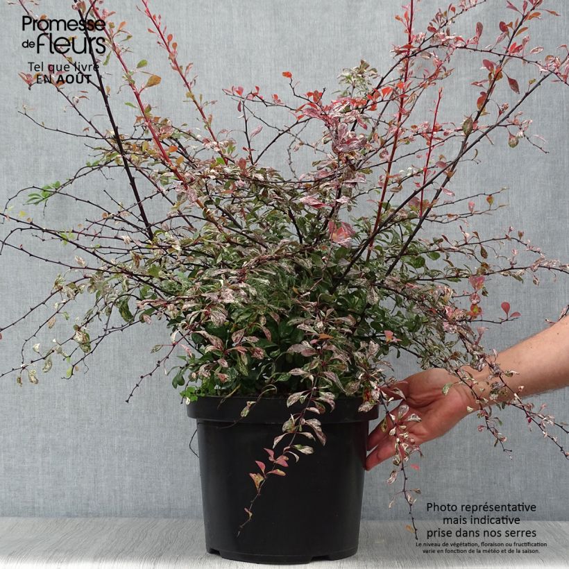 Amostra de Berberis thunbergii Rosy Glow Vaso de 7,5 L/10 L tal como entregue no verão