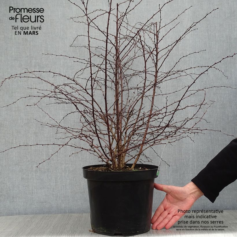 Amostra de Berberis thunbergii Rosy Glow Vaso de 7,5 L/10 L tal como entregue no inverno
