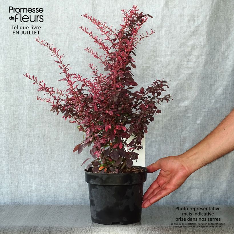 Amostra de Berberis thunbergii Rosy Glow Vaso de 2 L/3 L tal como entregue no verão