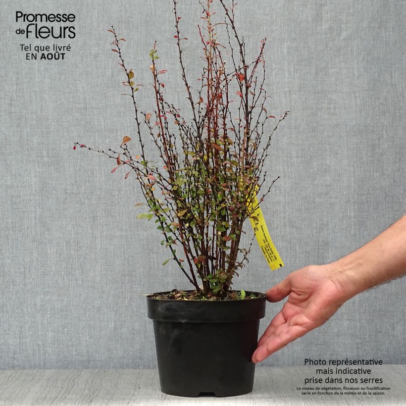 Amostra de Berberis thunbergii Rosy Rocket Vaso de 2 L/3 L tal como entregue no verão