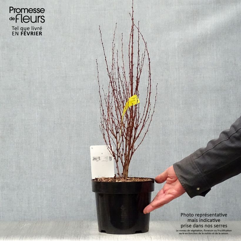 Amostra de Berberis thunbergii Rosy Rocket Vaso de 2 L/3 L tal como entregue no inverno