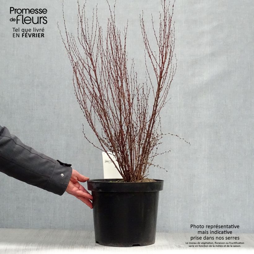 Amostra de Berberis thunbergii Rosy Rocket Vaso de 7,5 L/10 L tal como entregue no inverno