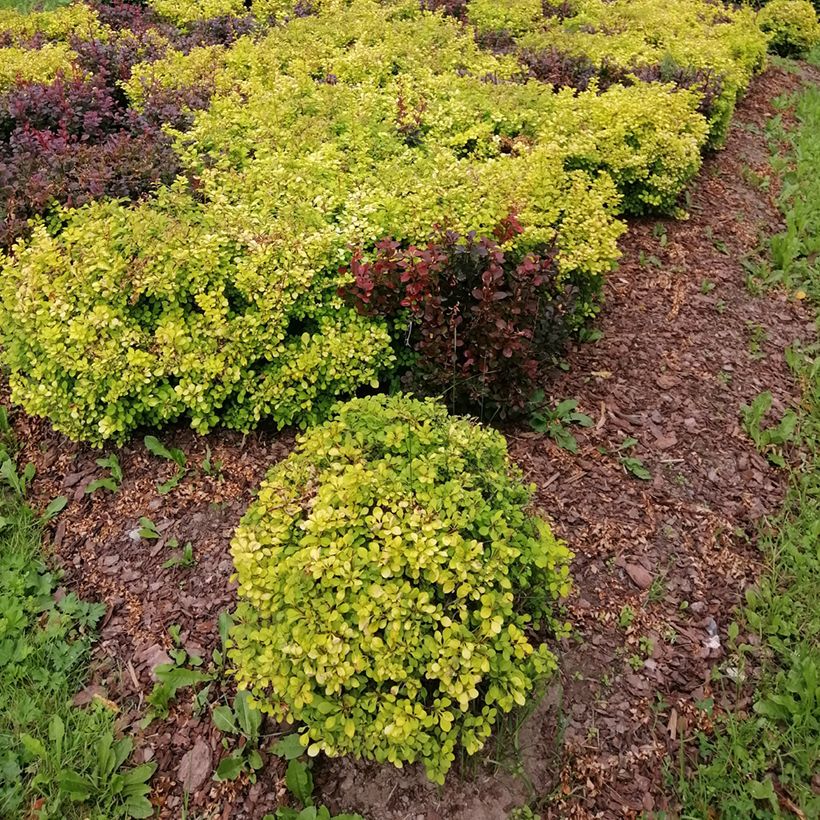 Berberis thunbergii Tiny Gold (Hábito)