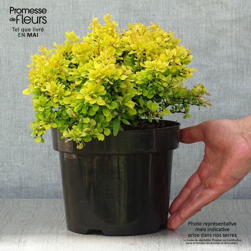 Amostra de Berberis thunbergii Tiny Gold Vaso de 2 L/3 L tal como entregue na primavera