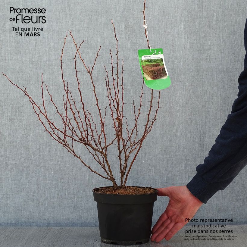 Amostra de Berberis thunbergii Atropurpurea Vaso de 2 L/3 L tal como entregue no inverno