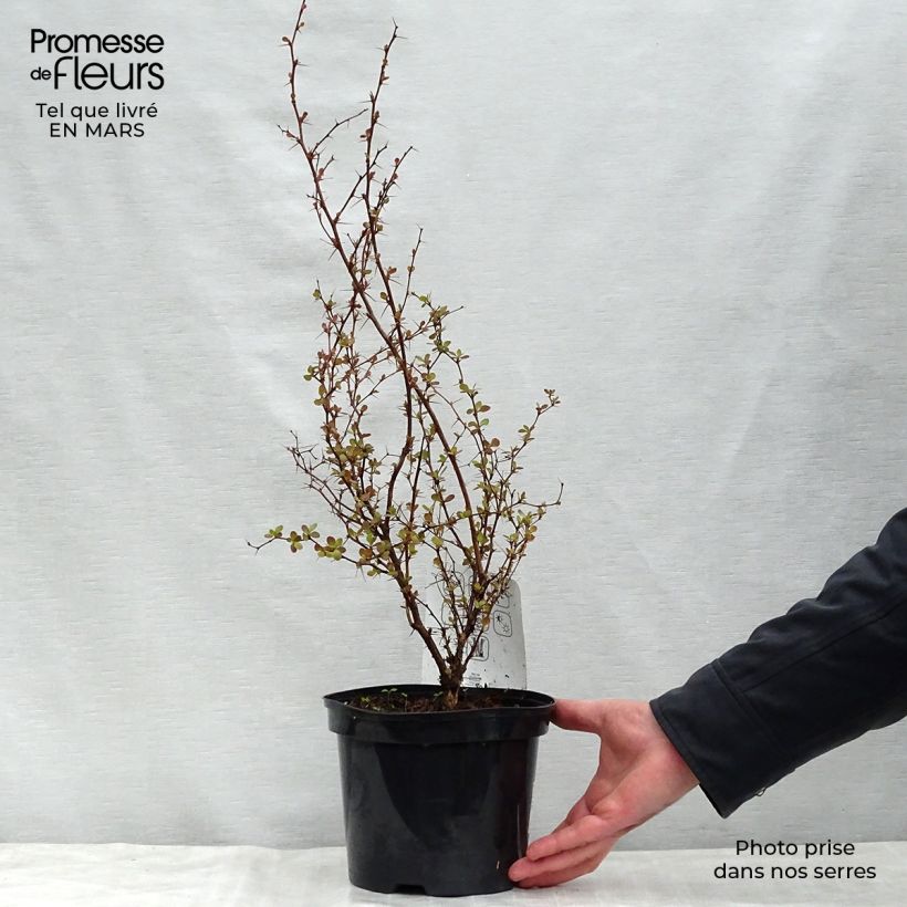 Amostra de Berberis thunbergii Atropurpurea Vaso de 2 L/3 L tal como entregue na primavera