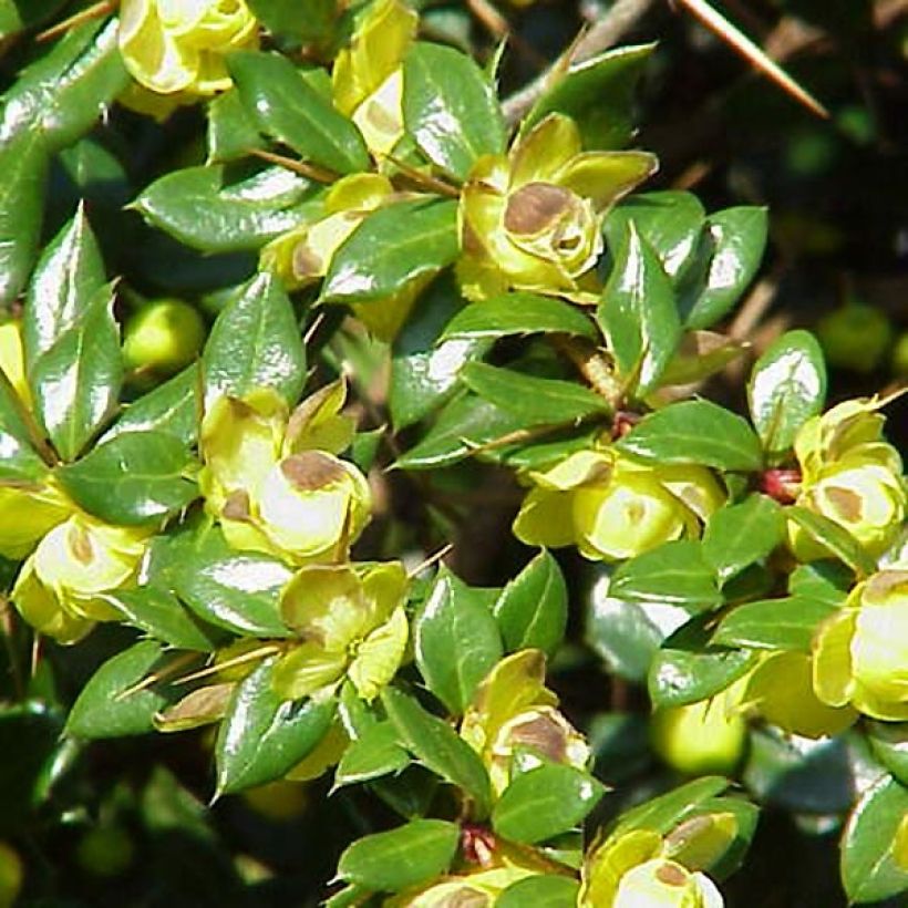 Berberis verrucosa (Folhagem)