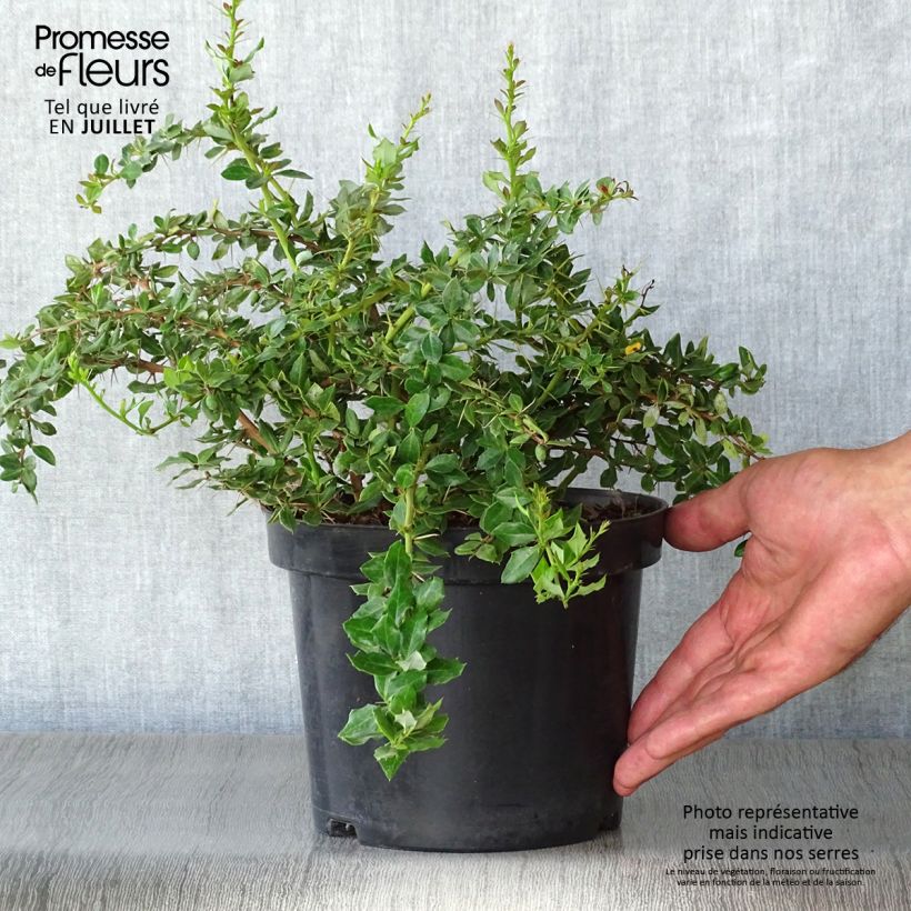 Amostra de Berberis verrucosa Vaso de 2 L/3 L tal como entregue no verão
