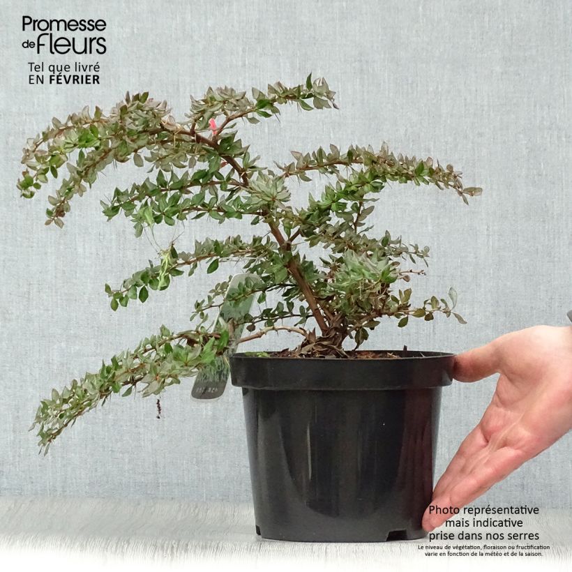 Amostra de Berberis verrucosa Vaso de 2 L/3 L tal como entregue no inverno