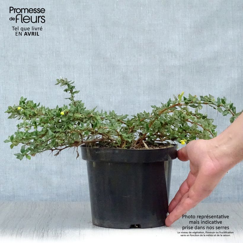 Amostra de Berberis verrucosa Vaso de 2 L/3 L tal como entregue na primavera