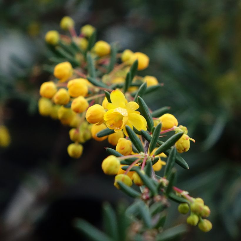 Berberis × stenophylla (Floração)