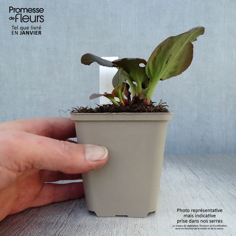 Amostra de Bergénia Bach - Plante des savetiers Vaso de 8/9 cm tal como entregue no inverno