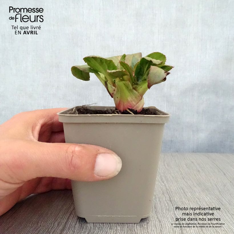 Amostra de Bergénia Bach Vaso de 8/9 cm tal como entregue na primavera