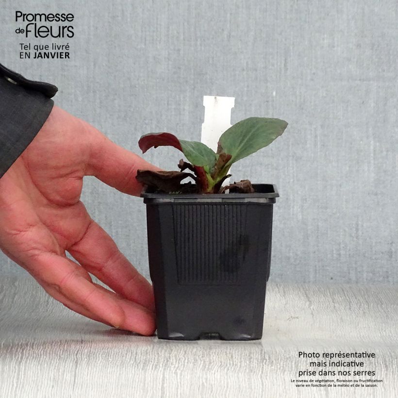 Amostra de Bergenia Bartok - Plante des savetiers Godet de 8/9 cm tal como entregue no inverno