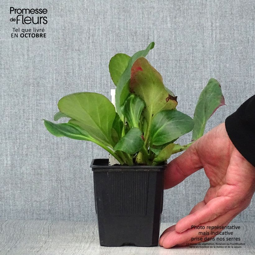 Amostra de Bergénia Bartok Vaso de 8/9 cm tal como entregue no outono