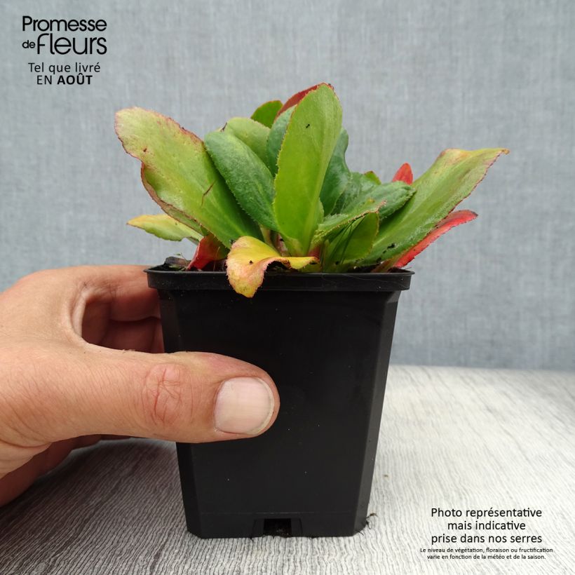 Amostra de Bergénia Bressingham White Vaso de 8/9 cm tal como entregue no verão