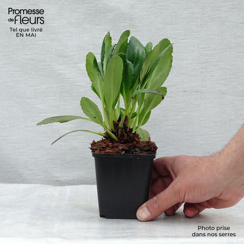 Amostra de Bergénia Dragonfly Angel Kiss Vaso de 8/9 cm tal como entregue na primavera