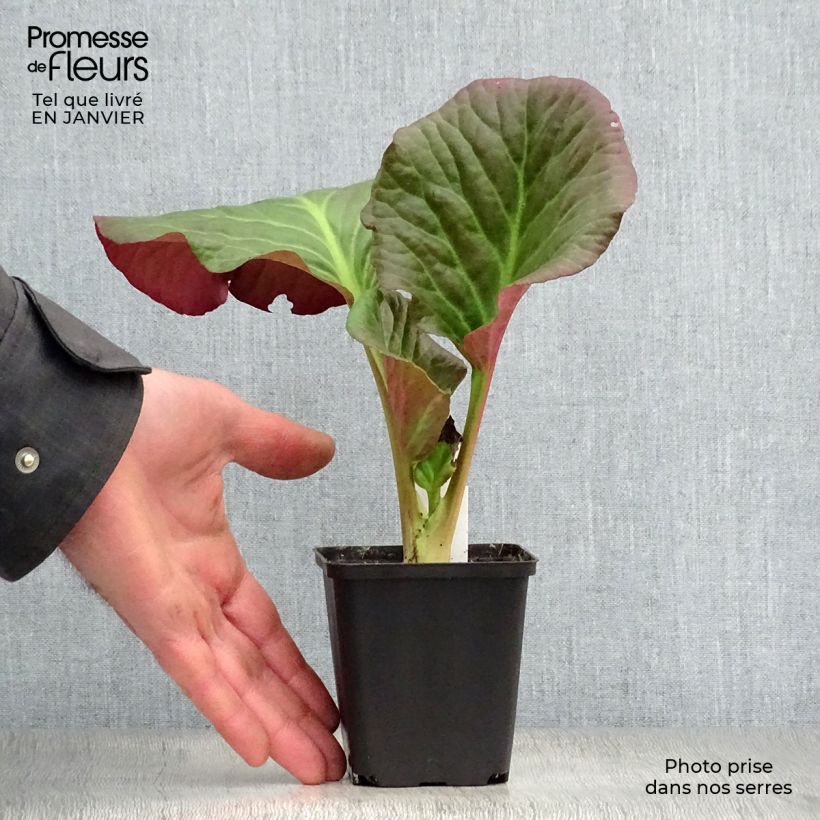 Amostra de Bergenia Eden's Dark Margin Vaso de 8/9 cm tal como entregue no inverno