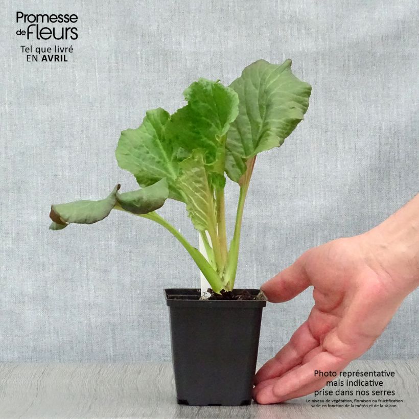 Amostra de Bergénia Eden's Dark Margin Vaso de 8/9 cm tal como entregue na primavera