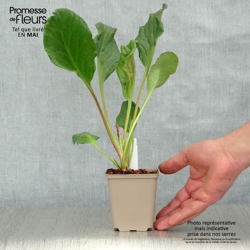 Amostra de Bergénia Eden's Magic Giant Vaso de 8/9 cm tal como entregue na primavera