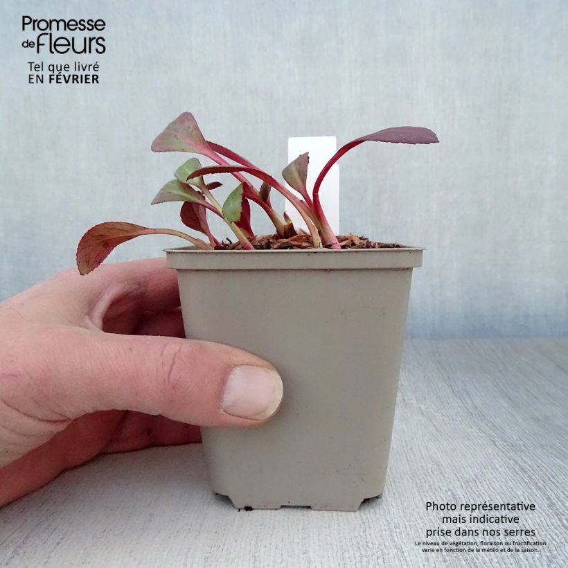 Amostra de Bergenia Flirt - Plante des savetiers Vaso de 8/9 cm tal como entregue no inverno