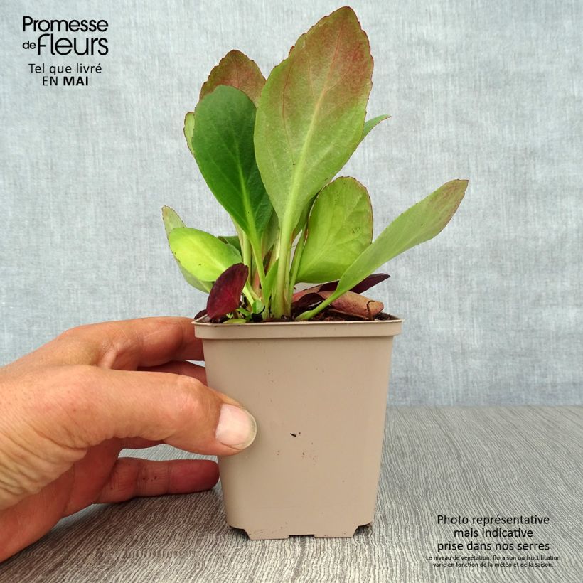 Amostra de Bergénia Flirt Vaso de 8/9 cm tal como entregue na primavera