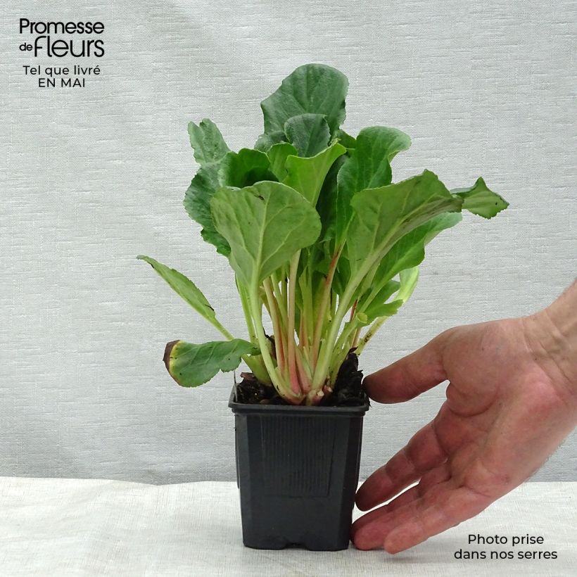 Amostra de Bergénia Abendglut Vaso de 8/9 cm tal como entregue na primavera