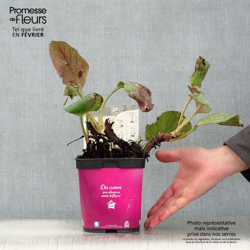 Amostra de Bergenia hybride Abendglut Vaso de 2 L/3 L tal como entregue no inverno