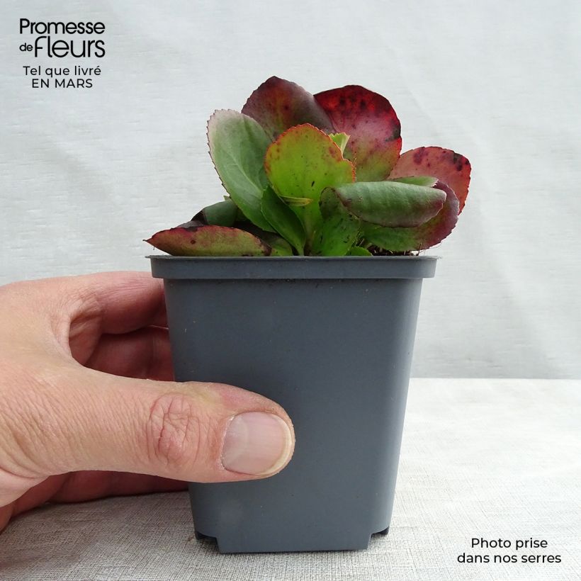 Amostra de Bergenia Hybride Baby Doll - Plante des savetiers Vaso de 8/9 cm tal como entregue no inverno