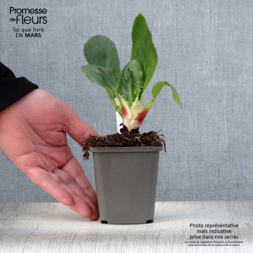 Amostra de Bergénia Ice Queen Vaso de 8/9 cm tal como entregue na primavera