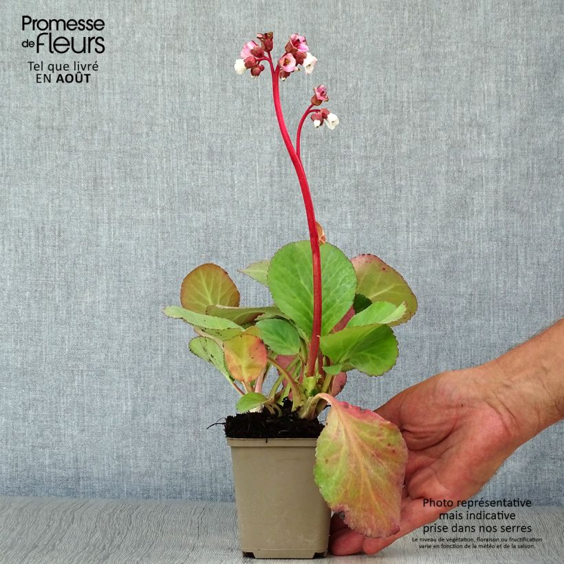 Amostra de Bergénia Jelle Vaso de 8/9 cm tal como entregue no verão