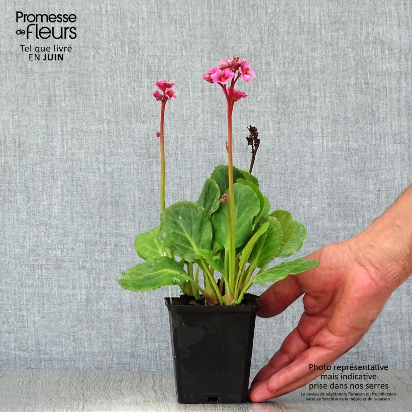 Amostra de Bergénia cordifolia Morgenrote Vaso de 8/9 cm tal como entregue no verão