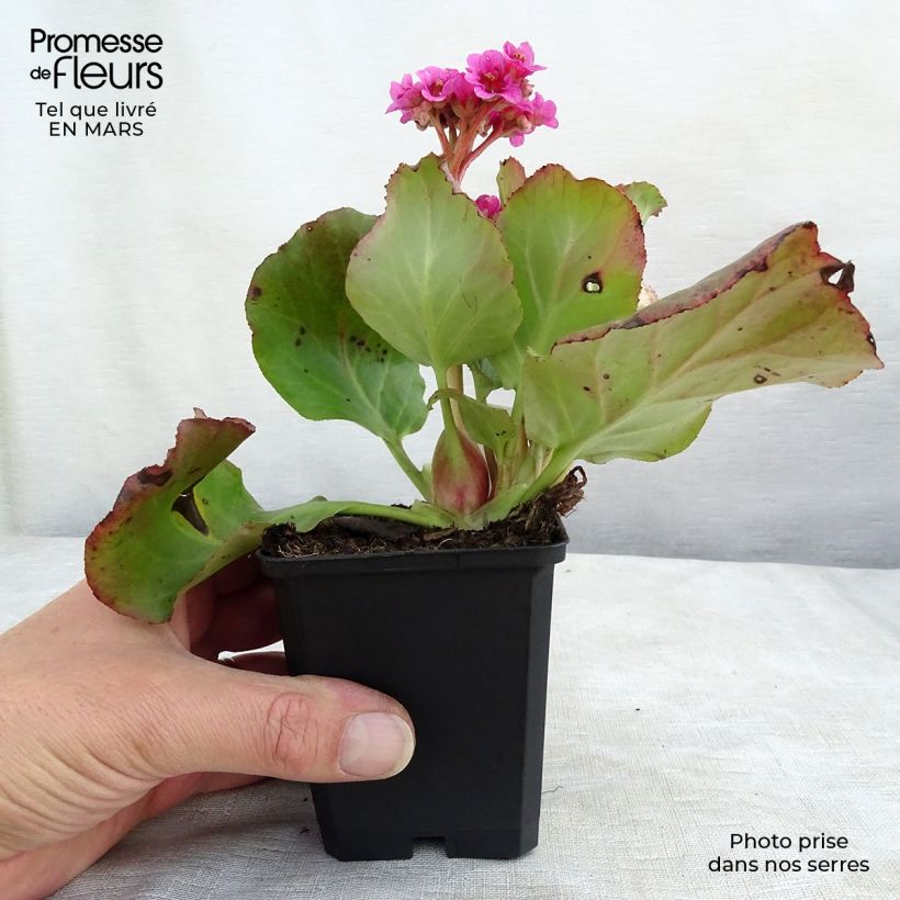 Amostra de Bergenia Morgenrote - Plante des savetiers Vaso de 8/9 cm tal como entregue no inverno