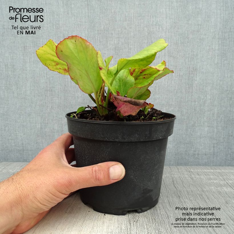 Amostra de Bergénia cordifolia Morgenrote Vaso de 2 L/3 L tal como entregue na primavera