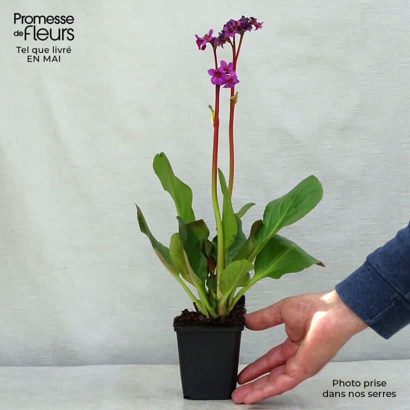 Amostra de Bergénia Ouvertüre Vaso de 8/9 cm tal como entregue na primavera