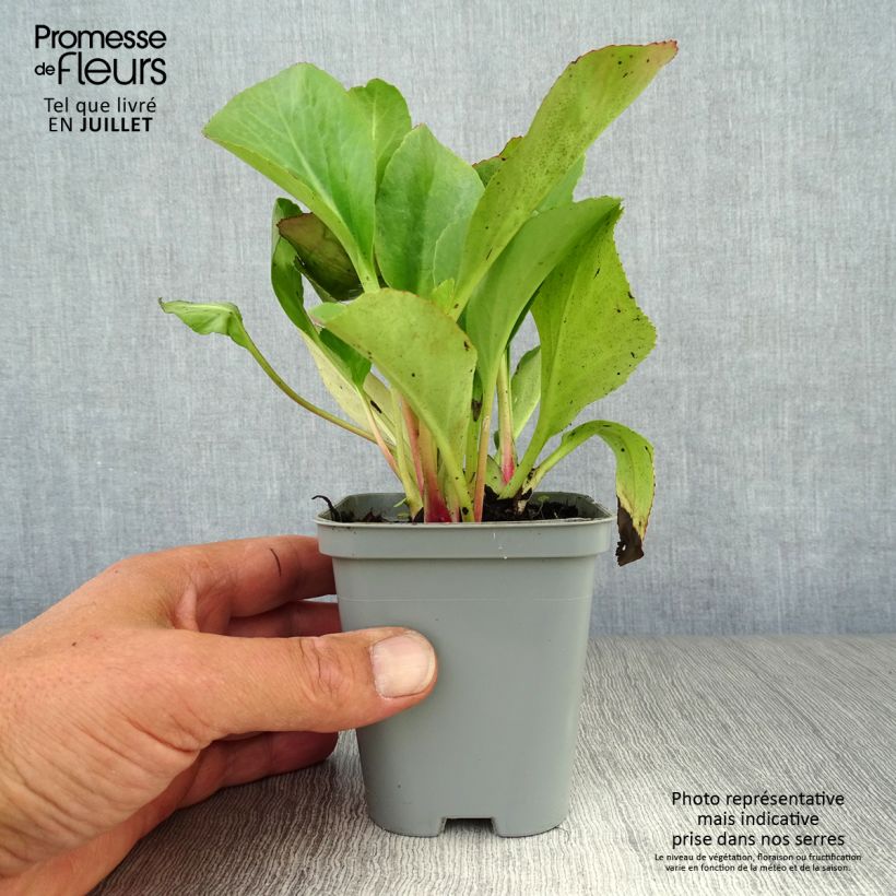 Amostra de Bergénia Ouvertüre Vaso de 8/9 cm tal como entregue no verão