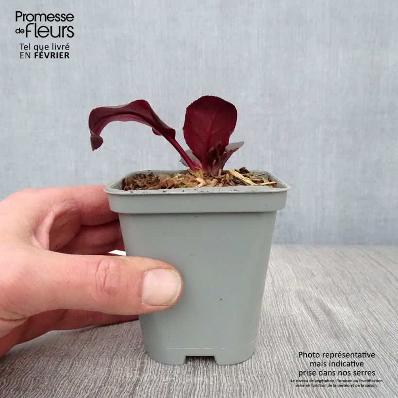 Amostra de Bergenia Ouvertüre Vaso de 8/9 cm tal como entregue no inverno