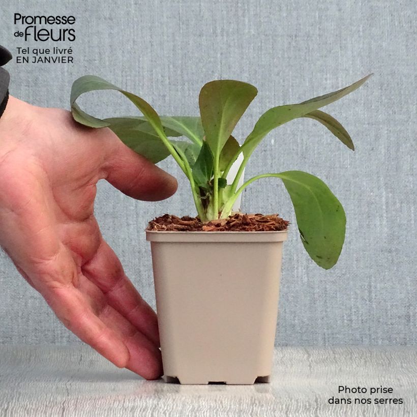 Amostra de Bergénia Pink Dragonfly Vaso de 8/9 cm tal como entregue no inverno