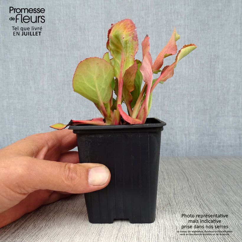 Amostra de Bergénia cordifolia Rotblum Vaso de 7/8 cm tal como entregue no verão