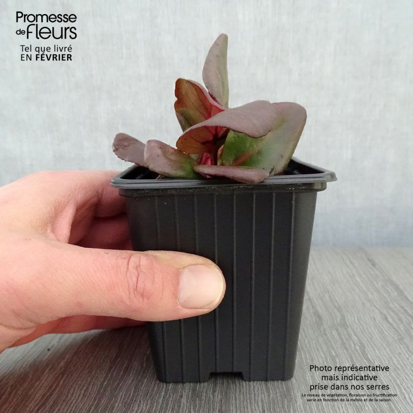 Amostra de Bergenia Rotblum - Plante des savetiers Vaso de 7/8 cm tal como entregue no inverno