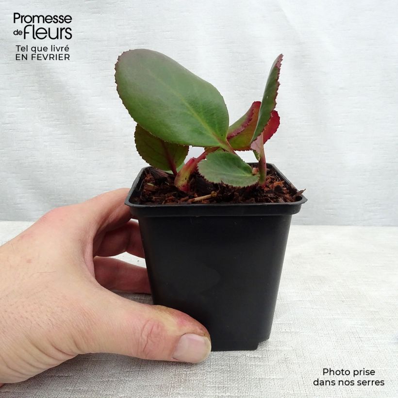 Amostra de Bergénia Spring Fling Godet de 8/9 cm tal como entregue no inverno