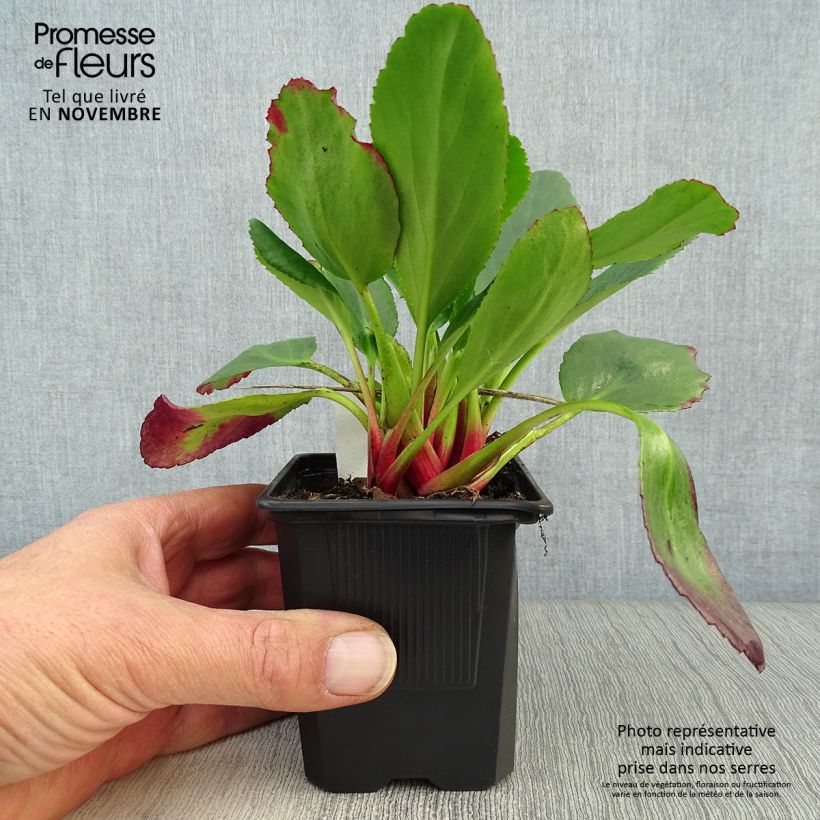 Amostra de Bergénia Spring Fling Vaso de 8/9 cm tal como entregue no outono