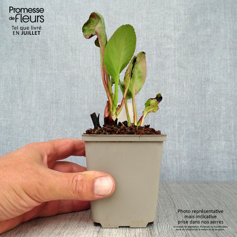 Amostra de Bergénia Winterglut Vaso de 8/9 cm tal como entregue no verão